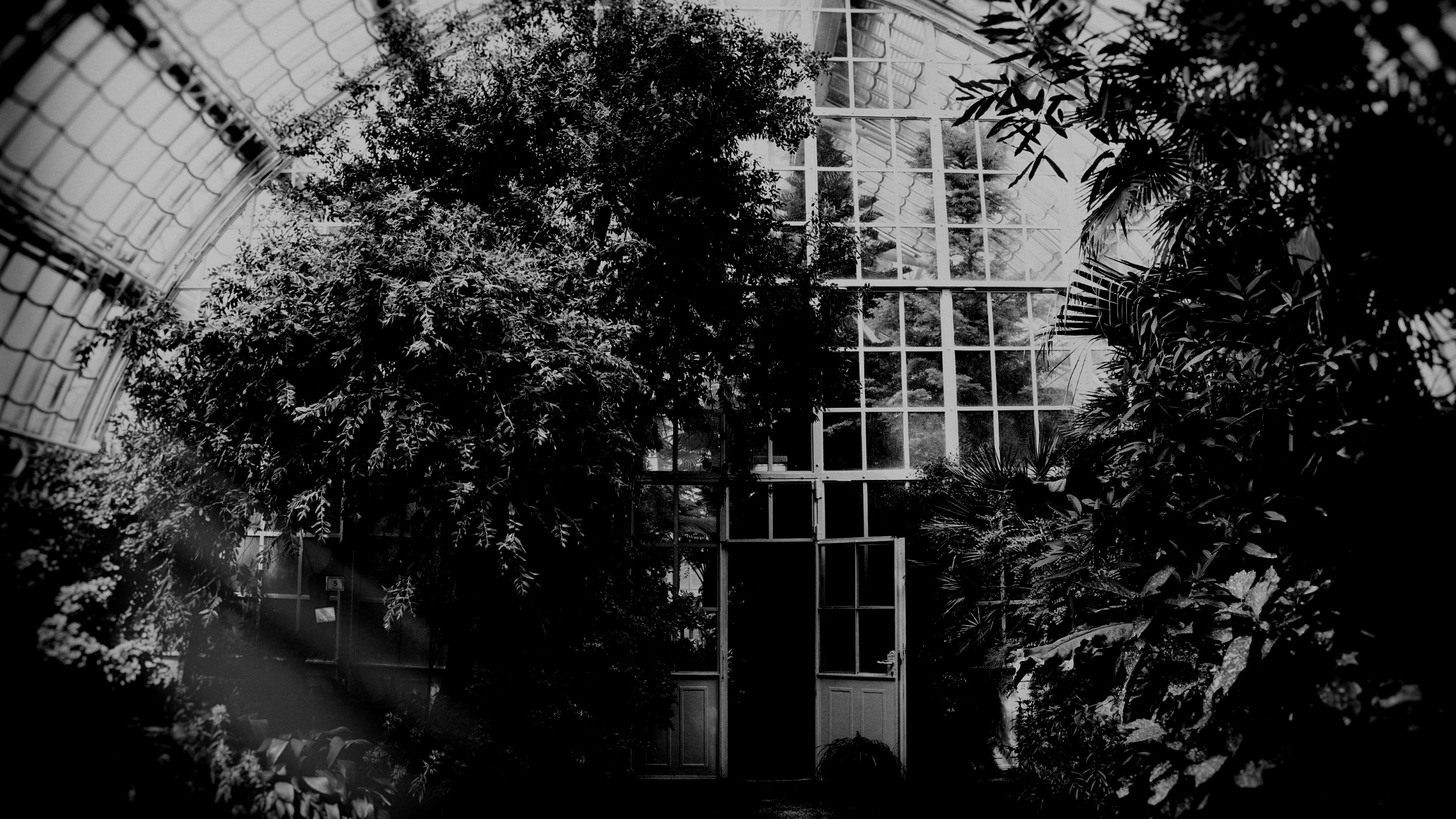 To All The Wizards: The Greenhouse