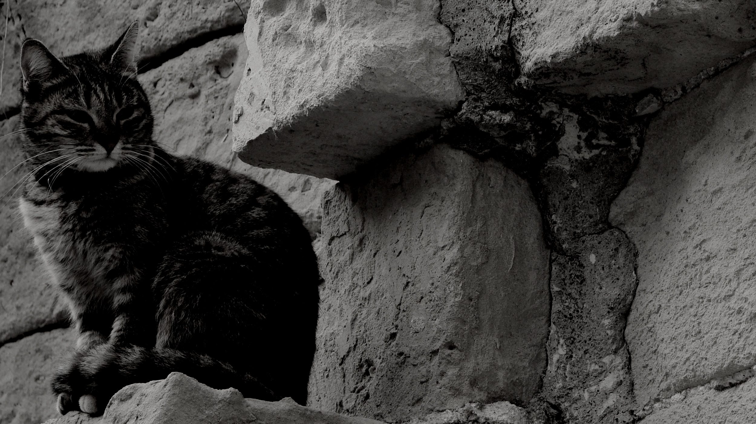 To All The Wizards: The Dinner